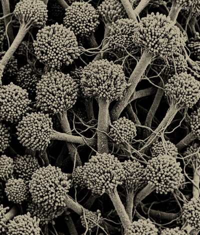 Matter: plant weave in macro