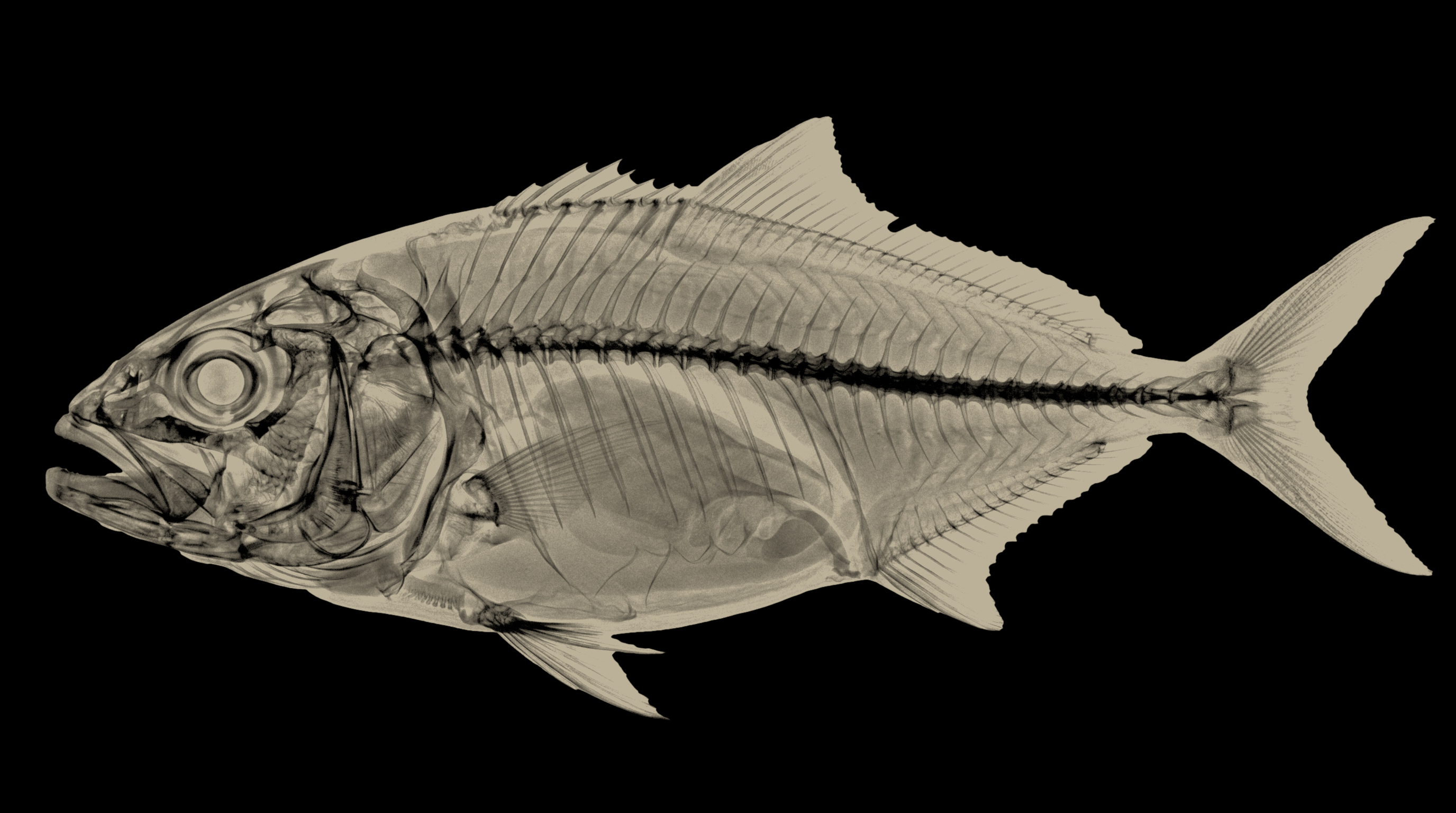 X-ray of an amberjack over continuous black